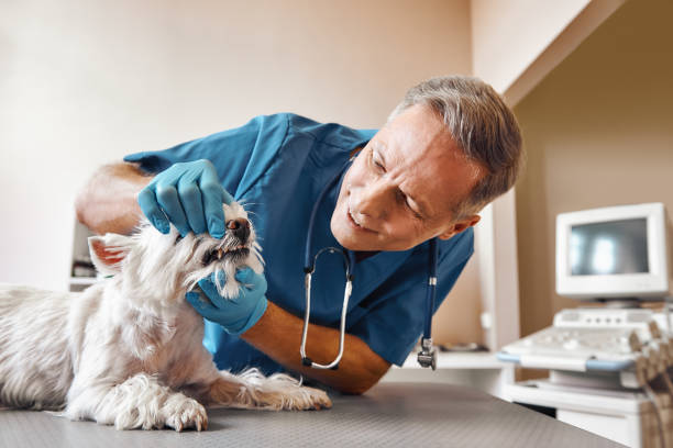 Best Emergency Denture Repair in Menomonee Falls, WI